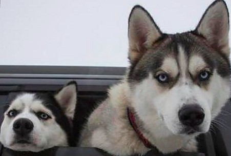 黑料 官网免费版下载：最新内容全解析 与热议事件同步更新