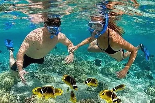 人or狗dna与猪ordna的配合与防治官方版下载：探索基因结合的最新研究与应用