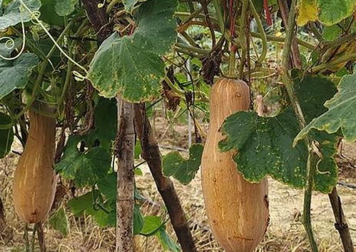 探索西瓜视频免费最新版下载：畅享高清资源新体验