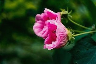 揭秘娱乐圈幕后故事：豆花视频官方版下载引领新体验