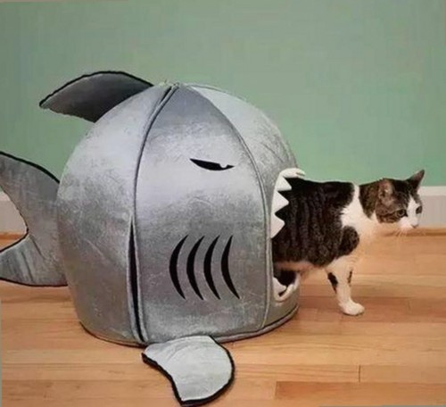 从吃瓜老板到行业风云：香蕉视频官方版的崛起与背后故事