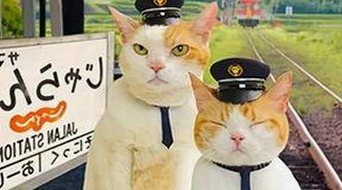 揭秘 www.199麻豆官方版：最新资源与下载指南