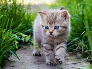 从网络热议到官方争议：91香蕉官方版下载引发的多重反差