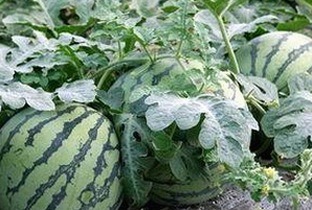 揭秘17·c1起草背后的复杂背景与行业动态