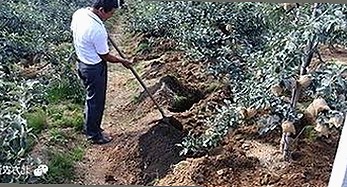 全面解析：免费黄色官方版下载免费版的现状与争议