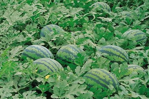 十九岁完整版免费完整版：全网免费观看最新高清动漫体验