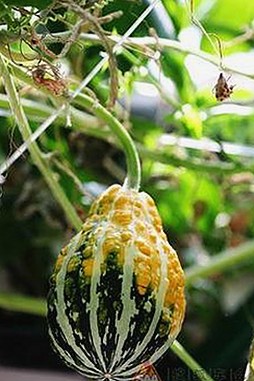 黄页网站官方版下载：获取最新资源和应用指南