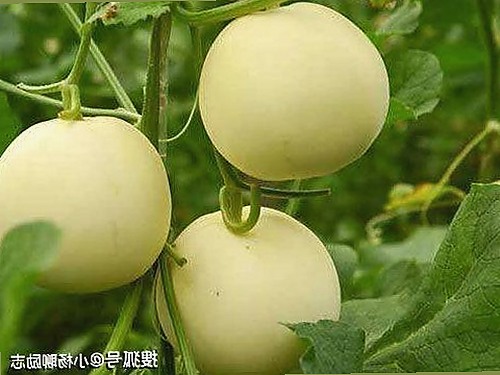 揭秘17·c1起草登录入口破解版：最新安全指南与使用趋势