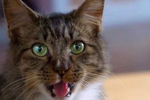 最新动态：www.199麻豆免费版现已全面更新，带来更便捷的视频在线播放体验