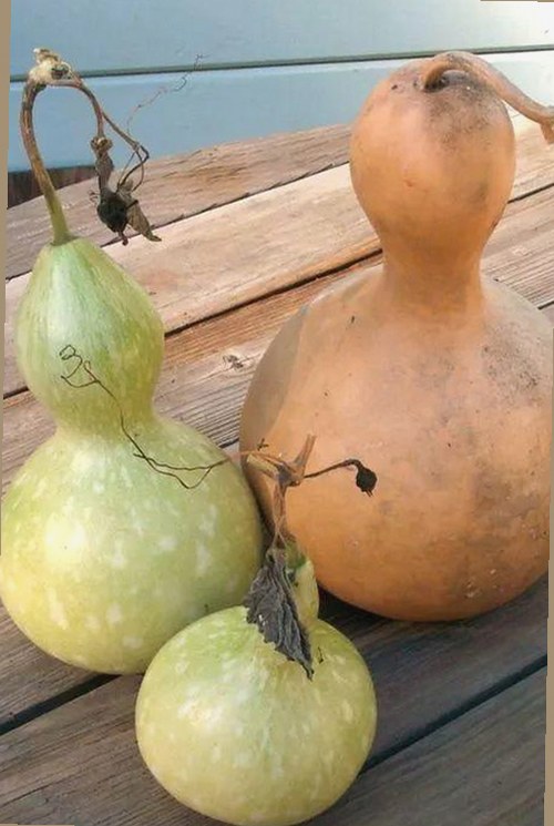 全面解析91香蕉视频安装包下载及相关版本选择