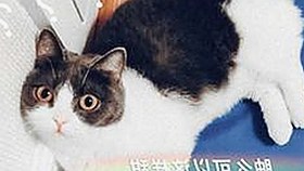 探索《ww我的快乐在哪里与免费版》：享受无限精彩的娱乐体验
