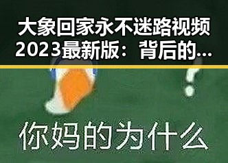 大象回家永不迷路视频2023最新版：背后的奇迹与解读