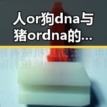 人or狗dna与猪ordna的配合与防治官方版——深入解析